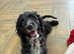 1 handsome chap still looking for a family