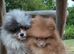 Pomeranian female available plush warm milk chocolate