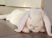 Ready to leave French lop babies for sale