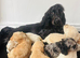 F1 cockapoo puppies