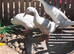 Trio white runner ducks