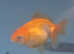 Fancy goldfish