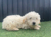 3 beautiful F1B golden doodles ready for new forever homes