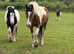 Gorgeous skewbald ISH x Cob mare