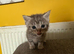 4 Maine Coon Kittens Looking for Forever Homes