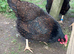 Hatching eggs gold laced Barnevelder LF &pound;3 each