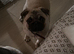 2 Year old pug