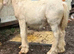 Palamino cob foal