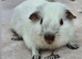 Young guinea pigs looking for homes