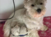 West highland puppies