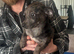 Black Merle daschound puppy