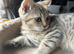 Gorgeous British shorthair male kitten