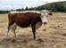 Hereford x cow with heifer calf at foot and a hereford x Heifer