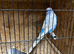 Pair of English show budgies available