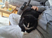 Cats needing rehoming asap