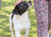 Daisy A Beautiful, Gentle Girl Who Just Wants to Please
