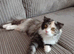 6 month Persian x Scottish fold female