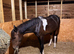 13.3 New forest mare