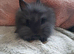 Double mane lionhead