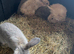 Mini Lion lop bunny rabbits for sale