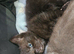 Last black female kitten ready to leave now