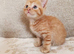 Gorgeous Ginger Male Kitten Ready Now