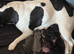 Puppy frenchies