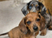 Beautiful dachshunds