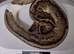 Adult Royal Pythons