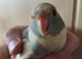Baby Kakarikis looking for their forever homes. Ready now.