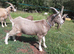 Stunnning Entire Billy Toggenburg Goat Kid - Father Pedigree
