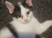 10 week old kittens