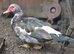 Muscovy ducks females