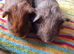 Tortishell and white and self baby boys