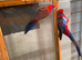 Rosella Parrot