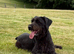 Giant Schnauzer Female 12 Months Old NOT KC