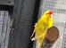 Young pair of Kakariki