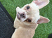 Female French bulldog