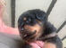 Stunning Rottweiler pups available