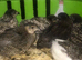 Chinese Painted Quail