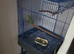 Indian Ringneck With Cage