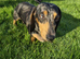 Miniature Dachshund