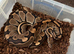 Various morphs