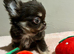 XxQuality chihuahua Thai/russian lines