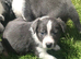 Stunning Collies