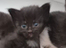 Kitens