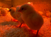 Ross Cobb Chicks as hatched available from day old