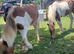 Gorgeous gelding for sale