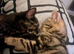 2 kittens