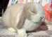 Baby mini lops